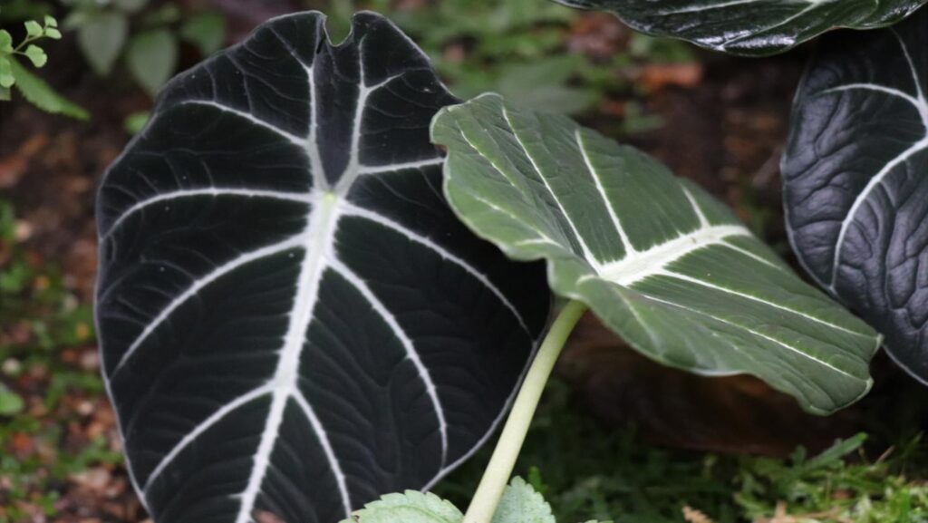 Alocasia Black velvet