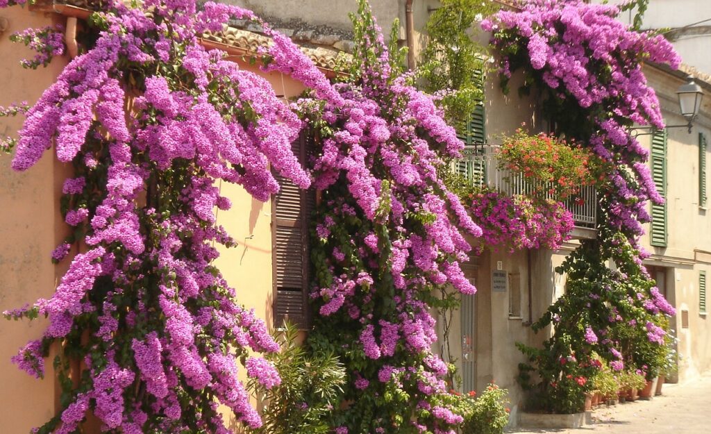 Bougainvillea