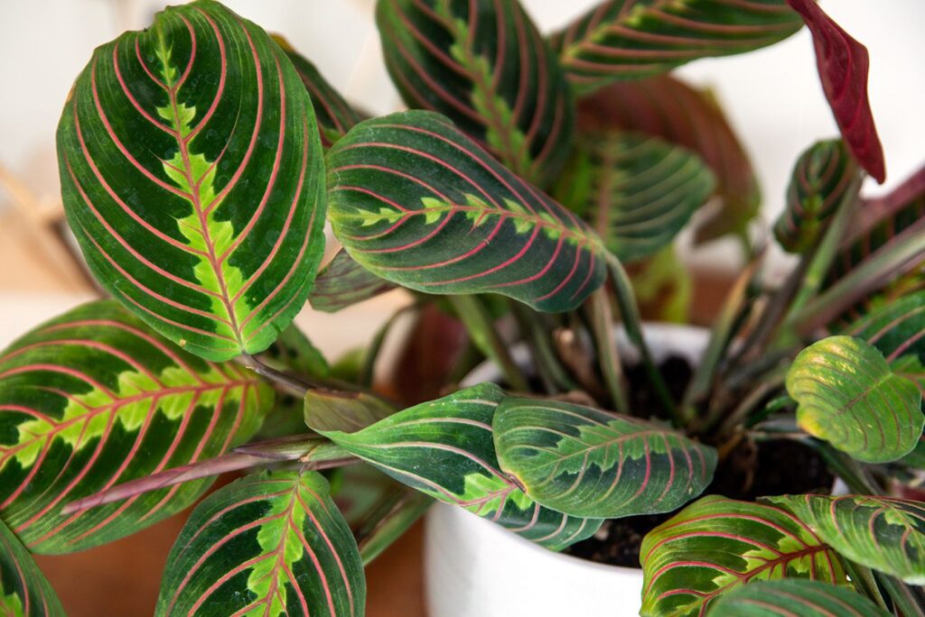 Prayer plant (Maranta Leuconeura)