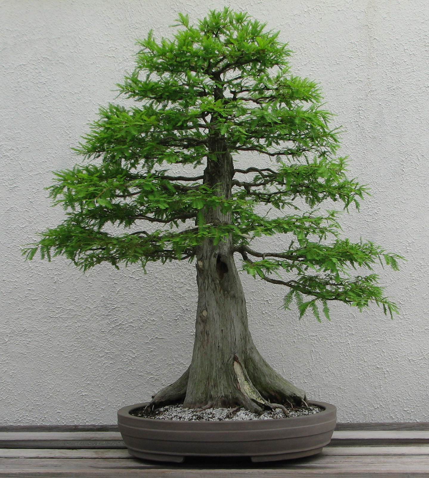 Zen and The Art of Bonsai In A Conservatory | Tanglewood Conservatories ...